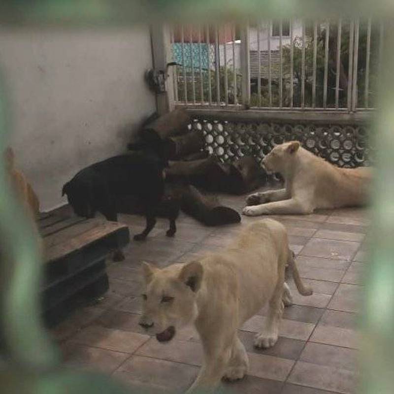 Profepa asegura tres leones de una azotea en un domicilio de Iztacalco