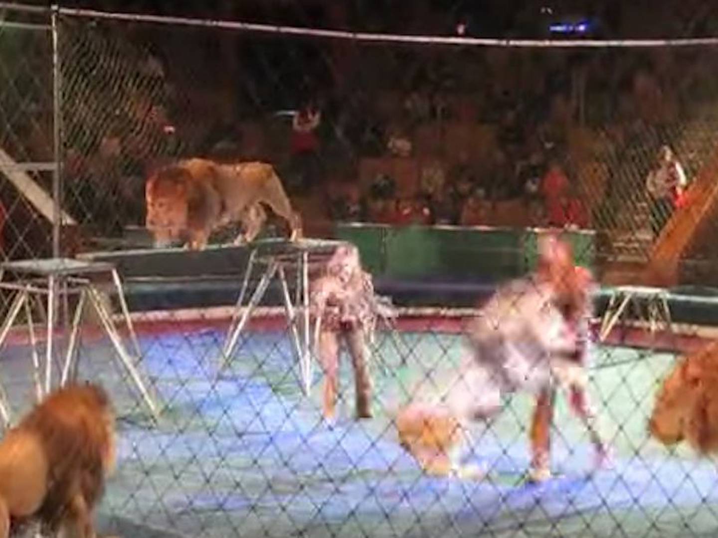 Top 98+ imagen leones atacan en circo
