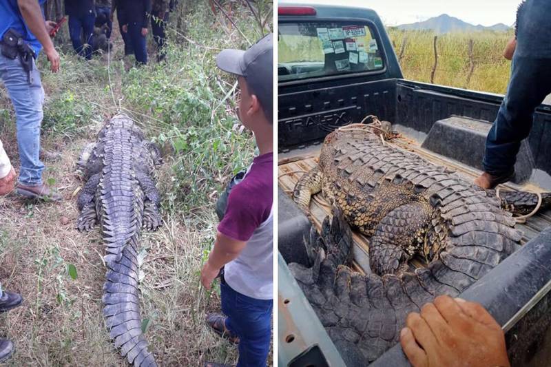 Michoacán: Matan y cocinan a cocodrilo en Tepalcatepec