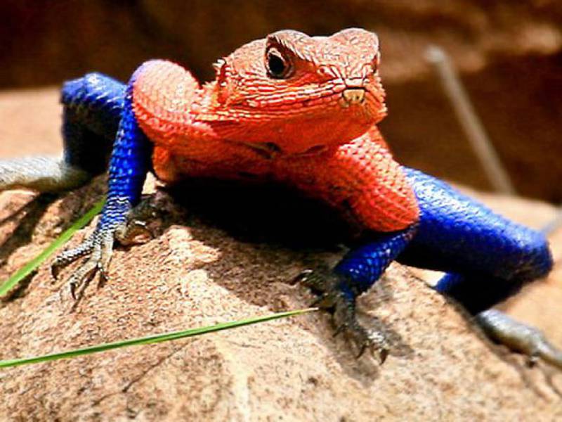 Spiderman es un lagarto africano – Publimetro México