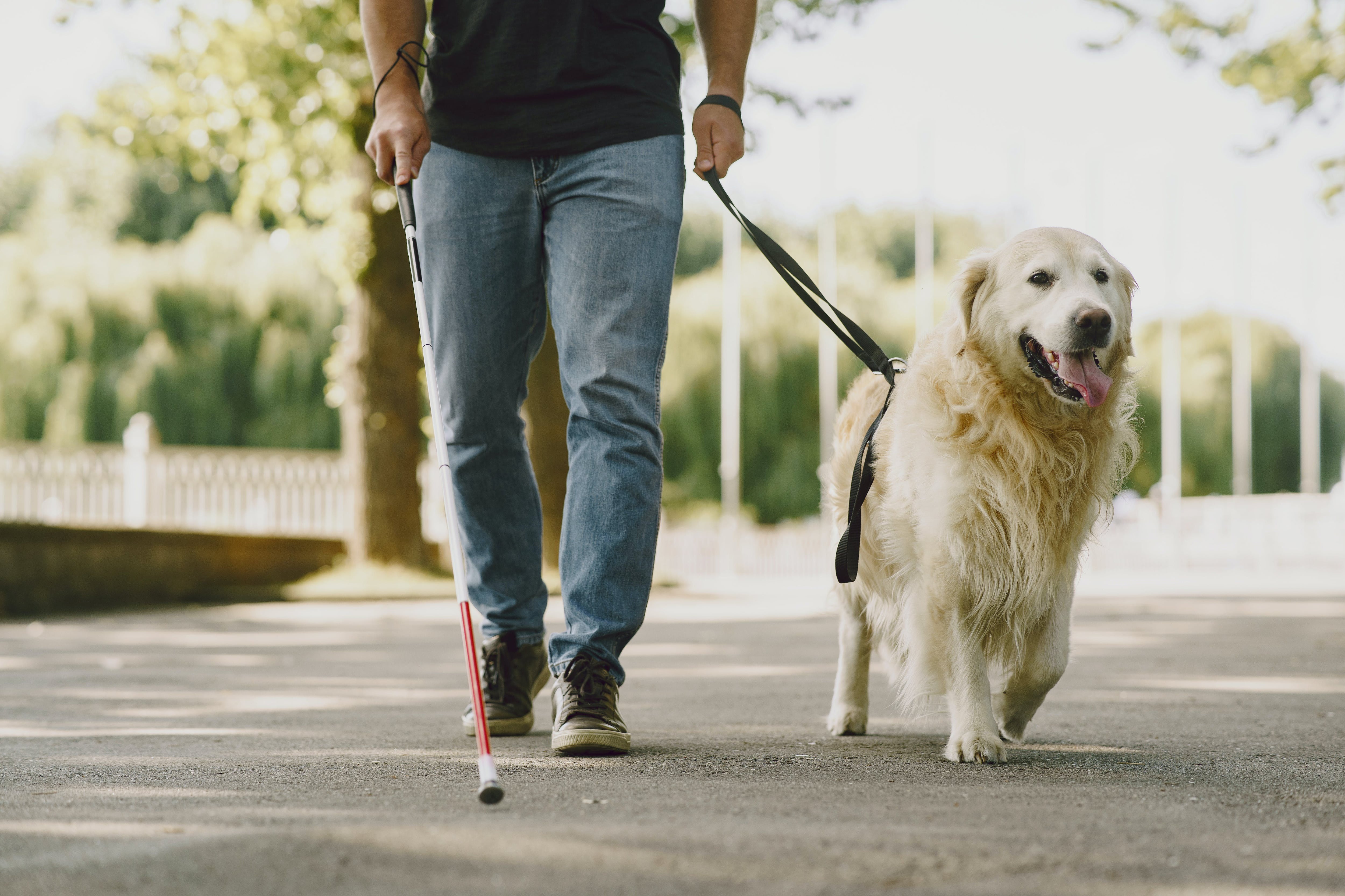 cualquier raza puede ser un perro de servicio