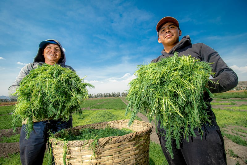 Romeritos producción