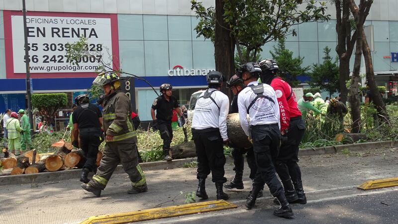 Caída de árbol en Insurgentes deja daños materiales y afectación vial