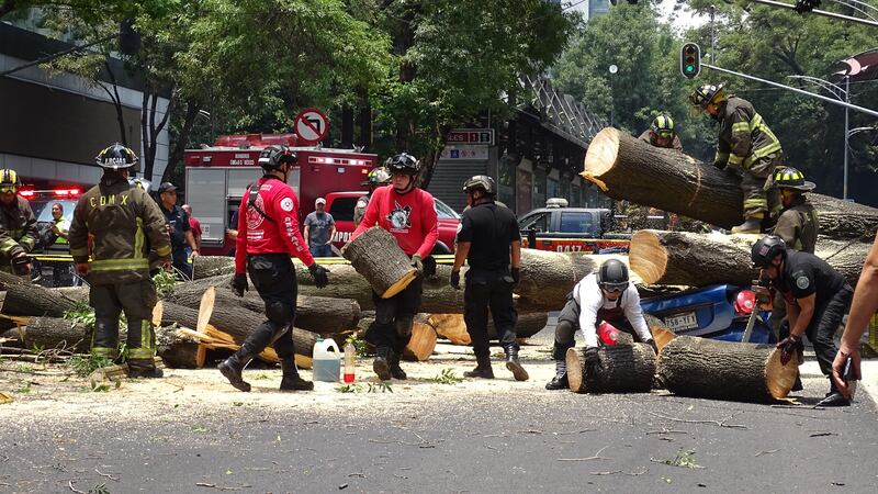 Caída de árbol en Insurgentes deja daños materiales y afectación vial