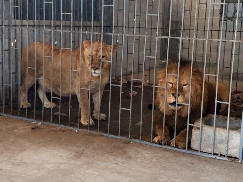 Leones son rescatados de vivienda en Puebla y llevados a zoológico