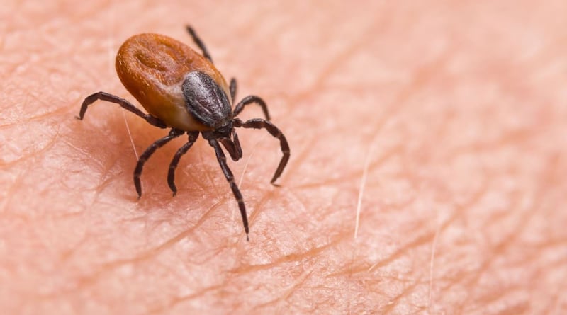 Una garrapata adherida a un humano necesita de 36 a 48 horas para transmitir la enfermedad de Lyme. | Foto: Referencial