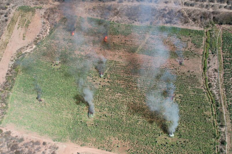 Amapola Sedena y Guardia Nacional destruyen sembradío 6.5 hectáreas