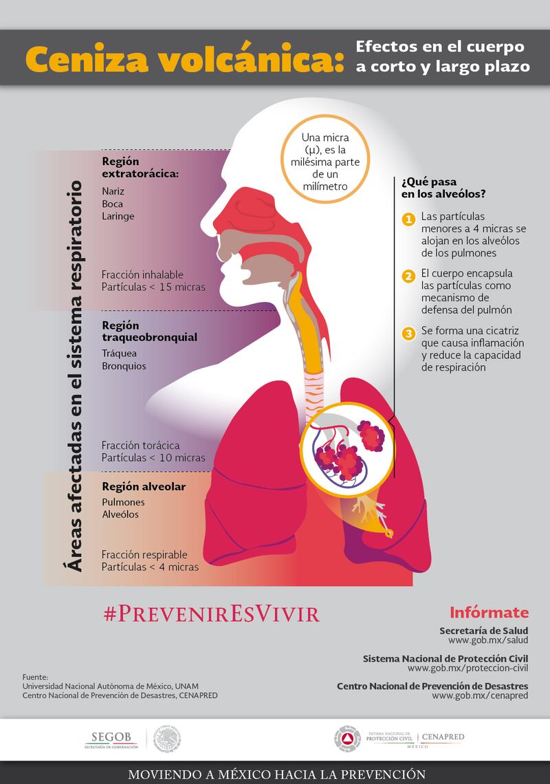 Efectos de la ceniza volcánica en los pulmones (Cenapred)