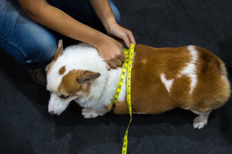 FOTO: Cortesía/ MSD Salud Animal en México