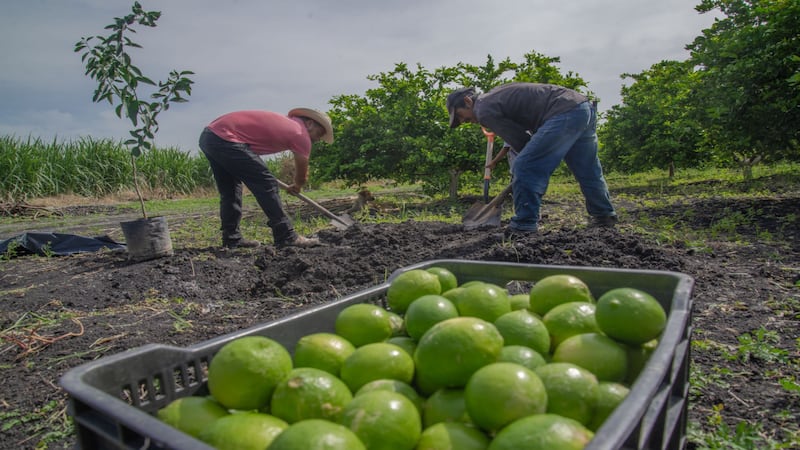 limoneros en Michoacán