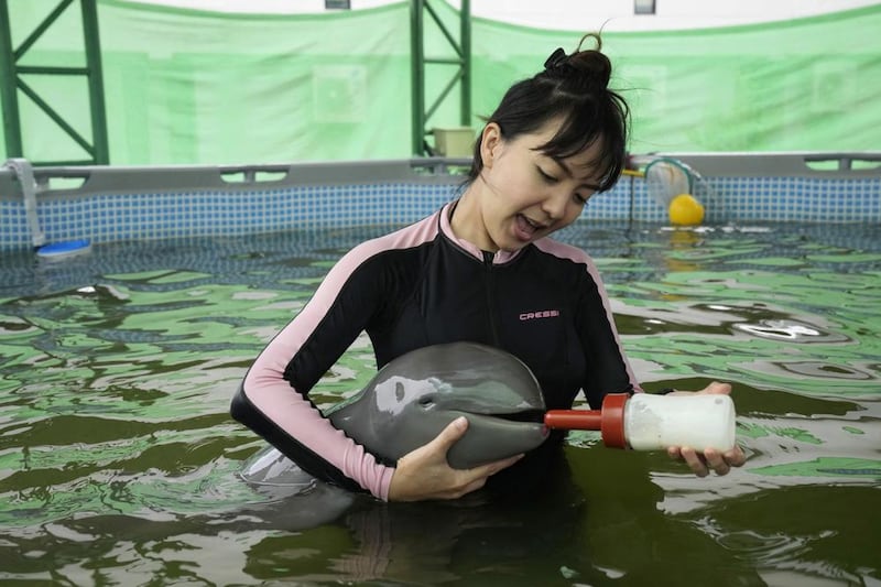 Rescatan a delfín bebé en Tailandia; lo nombran 'Paradon'. Foto: AP