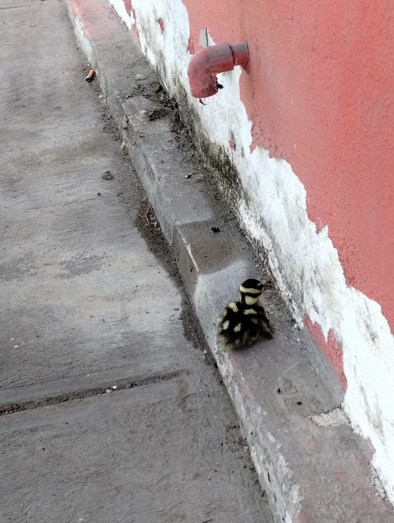 Las aves se encontraban en plena calle y a punto de ser atropelladas por algún auto.