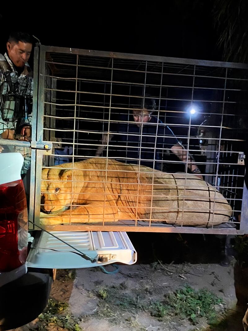 Leones son rescatados de vivienda en Puebla y llevados a zoológico