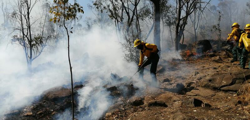 Abaten más de 600 incendios forestales en el Edomex