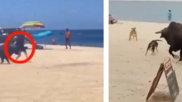 Touro enfurecido ataca turistas e cachorros em praia no México