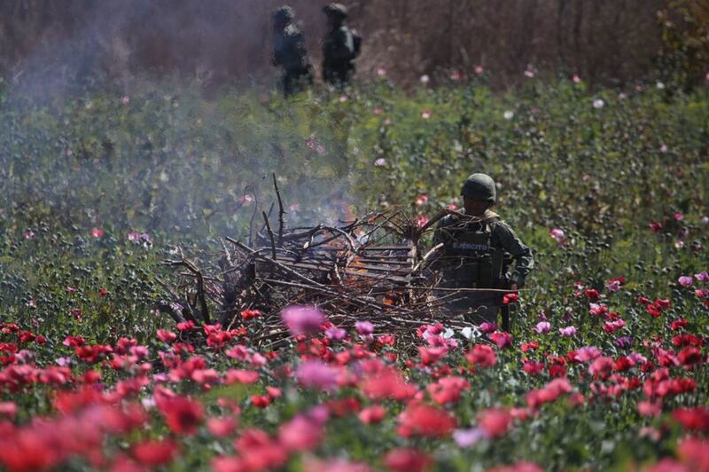 Amapola Sedena y Guardia Nacional destruyen sembradío 6.5 hectáreas