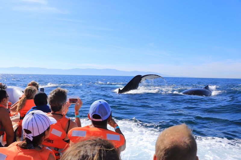 Descubre cuándo y dónde ver ballenas jorobadas en las costas mexicanas. Una guía completa sobre su migración, las mejores temporadas para apreciarlas