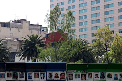 Ahuehuete de Reforma luce verde 8 meses después de haber sido plantado.