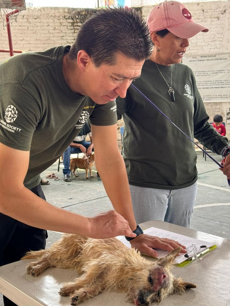 Animales afectados por huracán