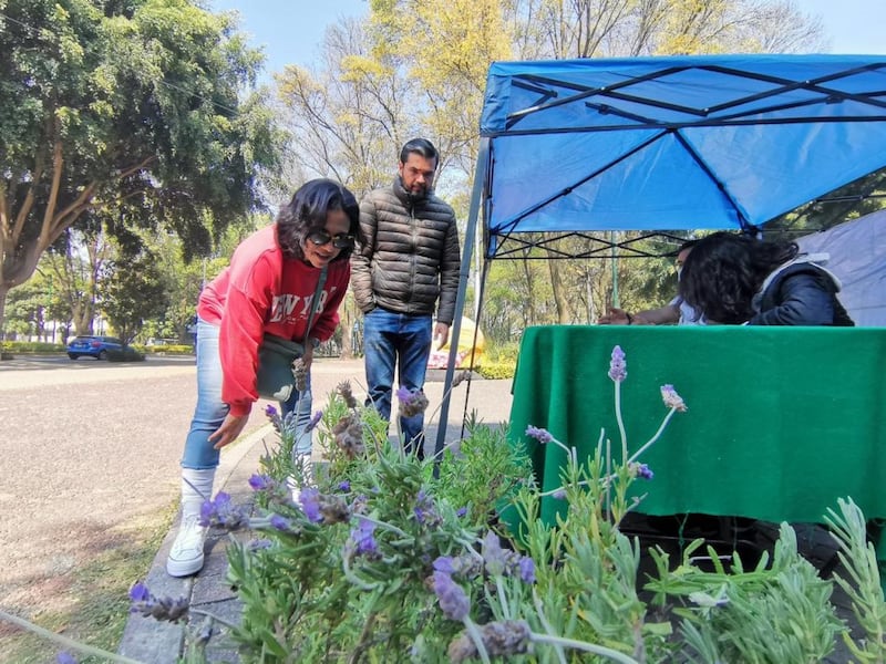 plantas de ornato