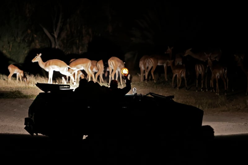 Vida salvaje nocturna