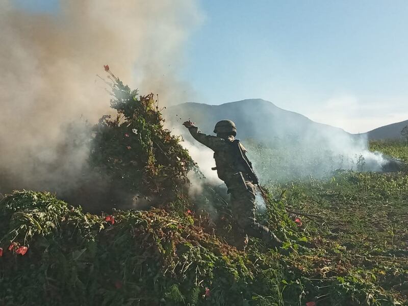 Amapola Sedena y Guardia Nacional destruyen sembradío 6.5 hectáreas