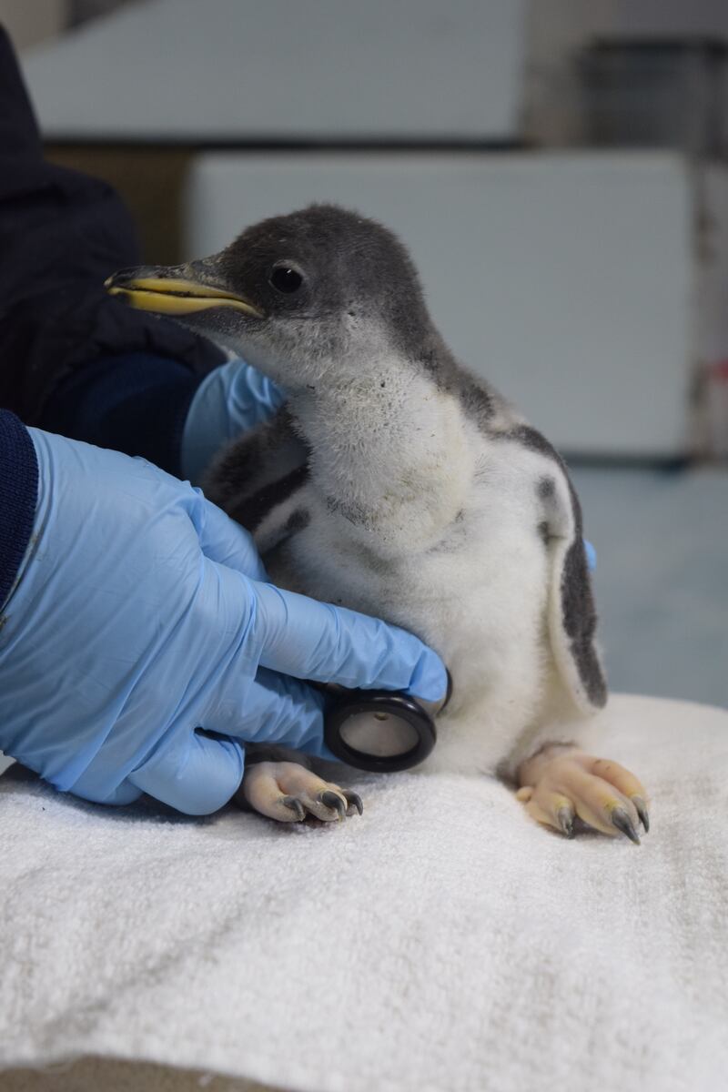 La familia del Acuario Inbursa sigue creciendo, ahora con el nacimiento, en noviembre pasado, de dos pingüinos más de la especie Gentoo.