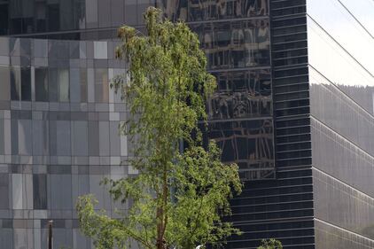 Ahuehuete de Reforma luce verde 8 meses después de haber sido plantado.