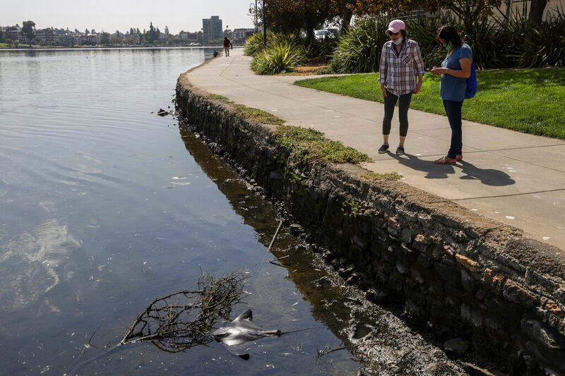 Los visitantes del parque observan una raya murciélago muerta en el lago Merritt en Oakland, California, el lunes 29 de agosto de 2022.