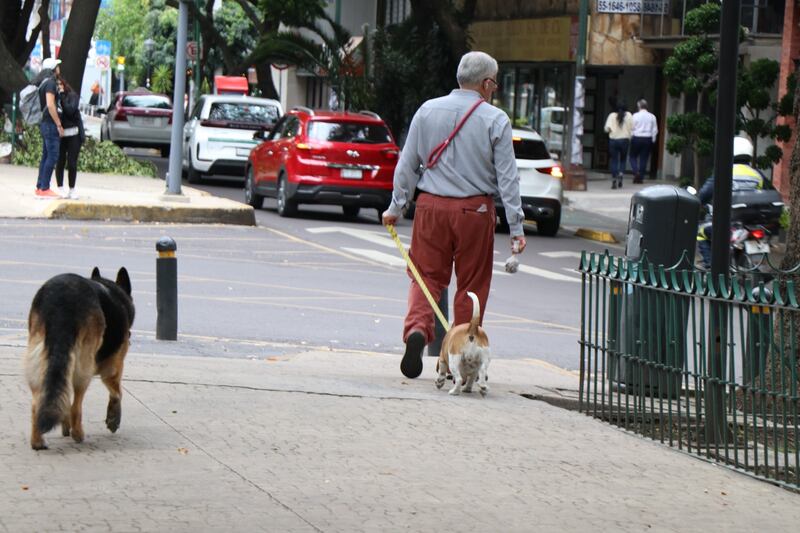 heces mascotas