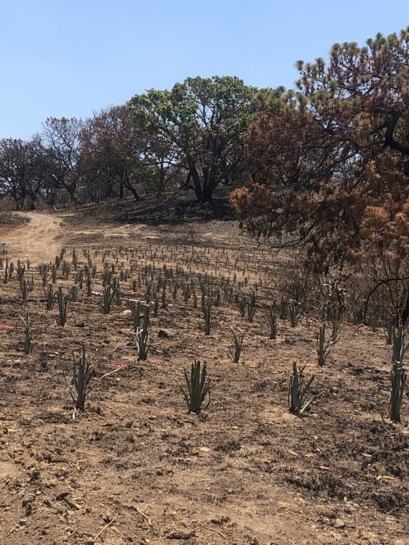 Incendio Bosque de la primavera Jalisco