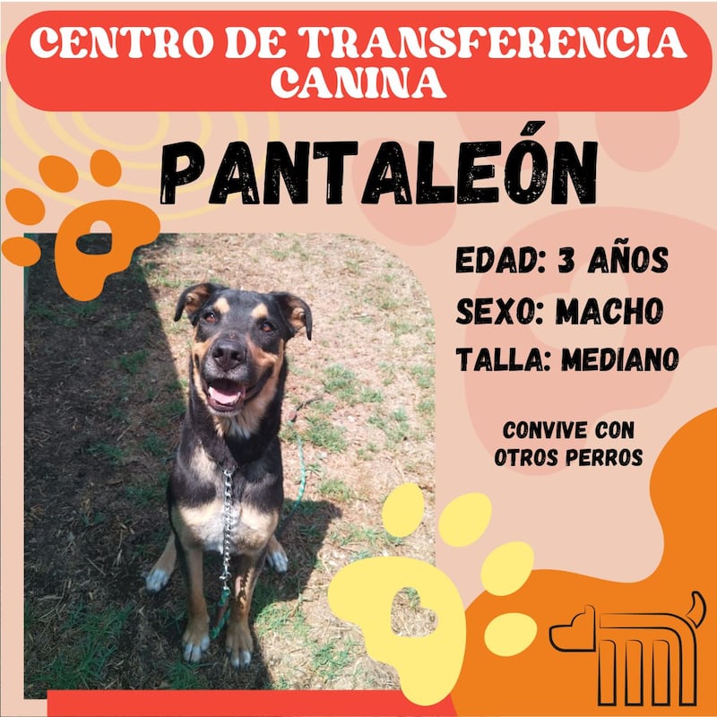 Pantaleón, perro en adopción