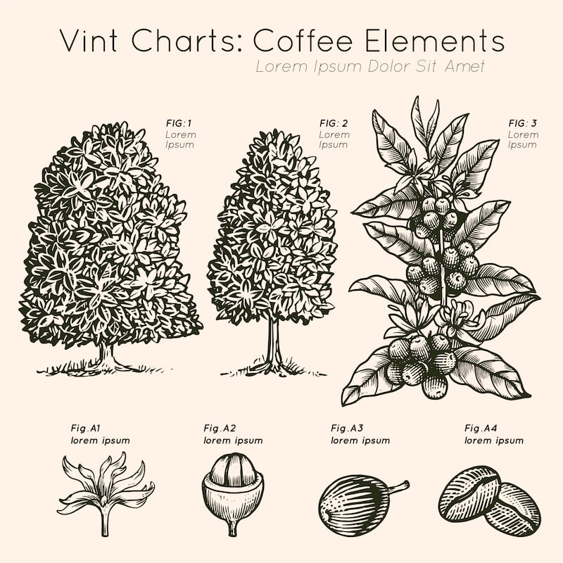 Aprende sobre las condiciones que necesita la planta de café para florecer, las medidas en sostenibilidad y la oferta de las comunidades mexicanas