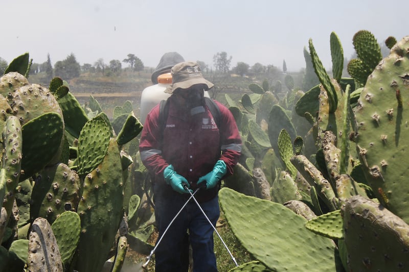 Brigadas fumigadoras en el cultivo de nopal