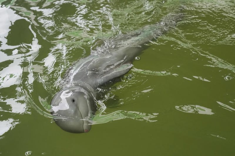 Rescatan a delfín bebé en Tailandia; lo nombran 'Paradon'. Foto: AP