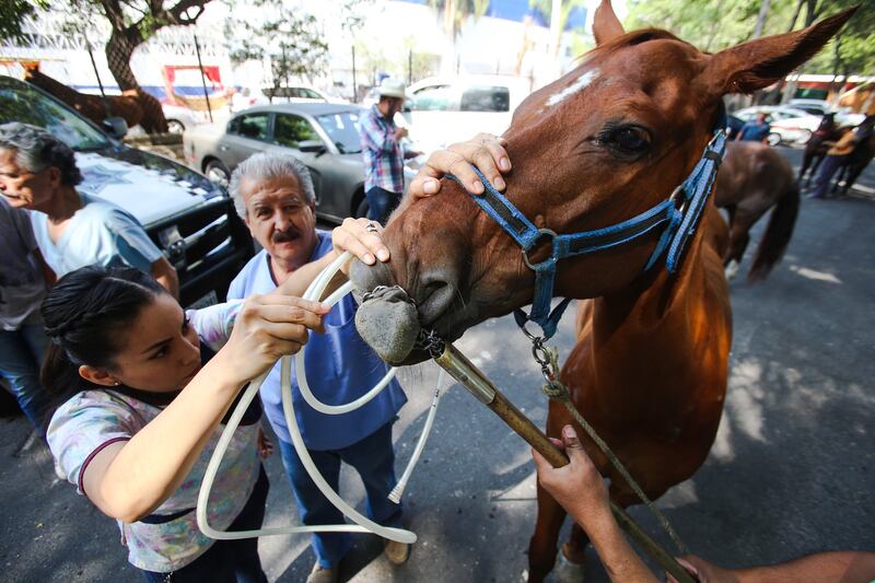 Muchos operadores de calandrias se oponen a dejar de trabajar con caballos.