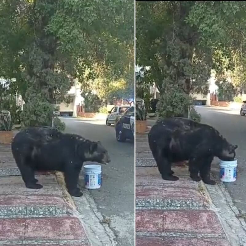 El oso camina por la banqueta, se detiene a tomar agua y sigue su camino.