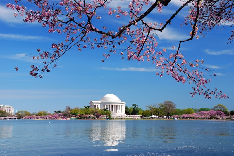 La primavera en Washington, DC, es sinónimo de cerezos en flor. Te contamos todo sobre el Festival, los eventos más destacados y los mejores consejos para capturar la foto perfecta de la floración máxima