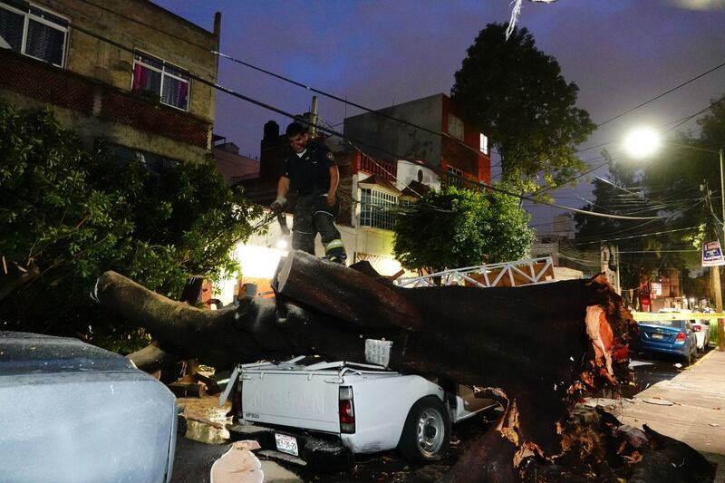 ¿Cuánto vale un árbol? Que dinero para talarlos llegue a las alcaldías