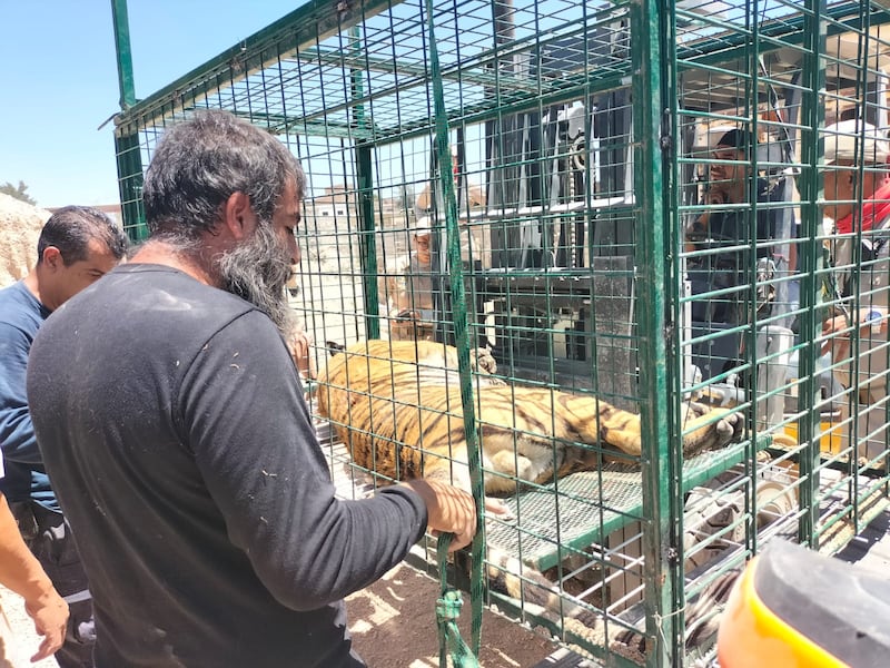 Los ambientalistas acusan que este tipo de felinos no deberían ser mascotas en cautiverio.