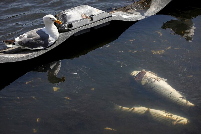 Las gaviotas se sientan junto a los peces muertos en el lago Merritt en Oakland, California, el lunes 29 de agosto de 2022.
