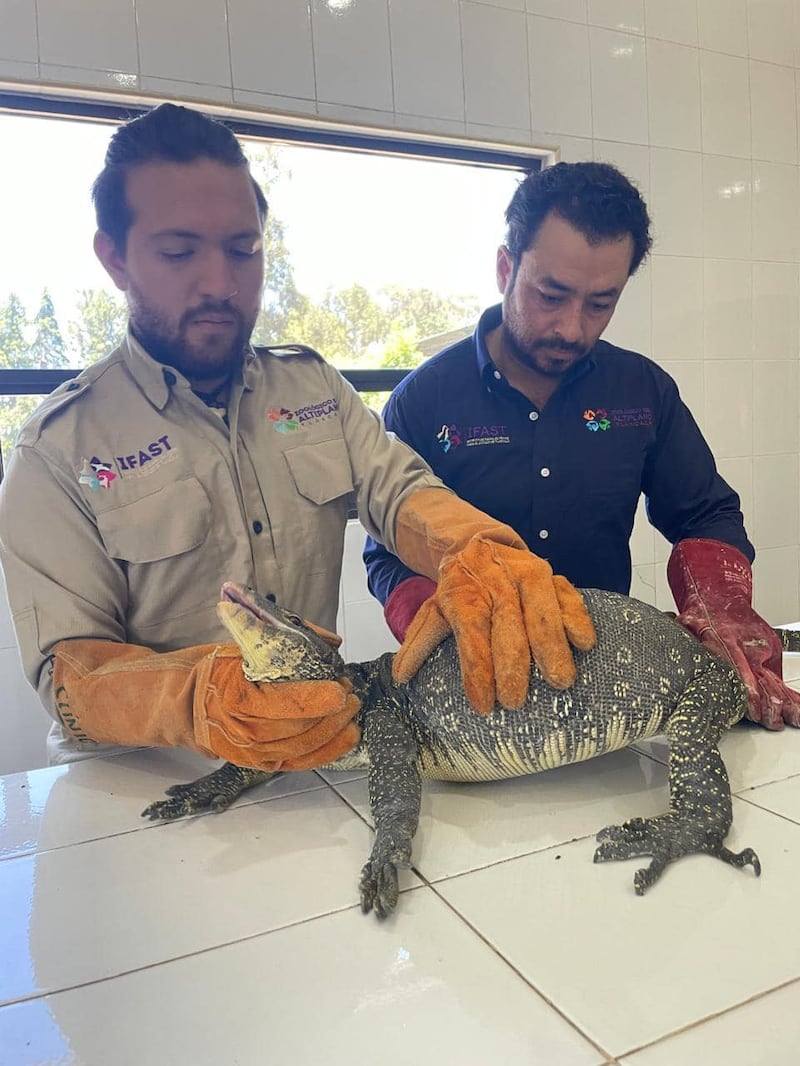 Rescatan a varano acuático que anidaba en iglesia de Tlaxcala