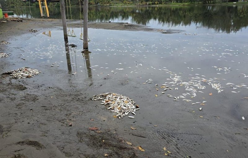 Peces muertos en Veracruz