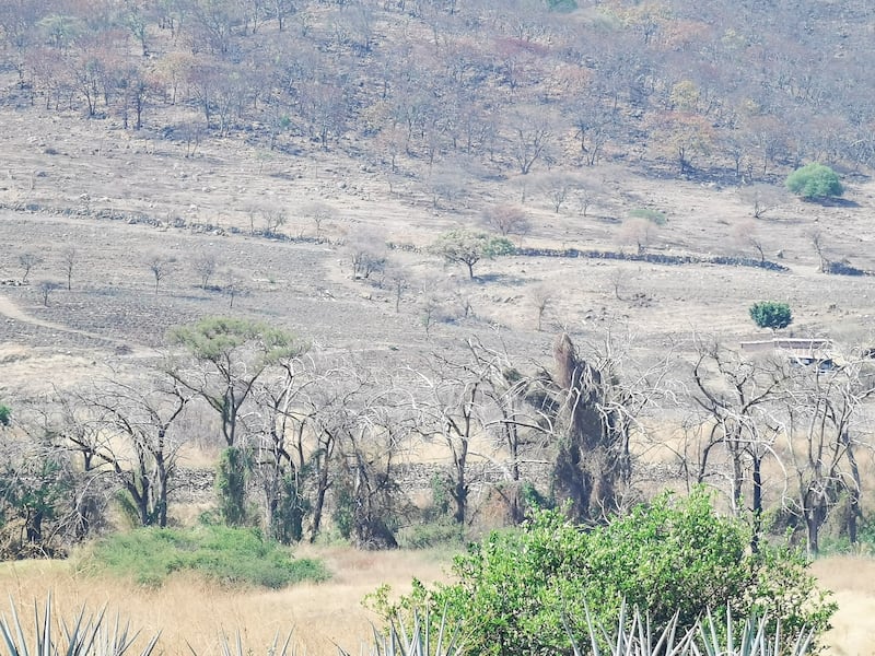 Zona donde afirman ha muerto arbolado porque las vinazas se filtraron al subsuelo.