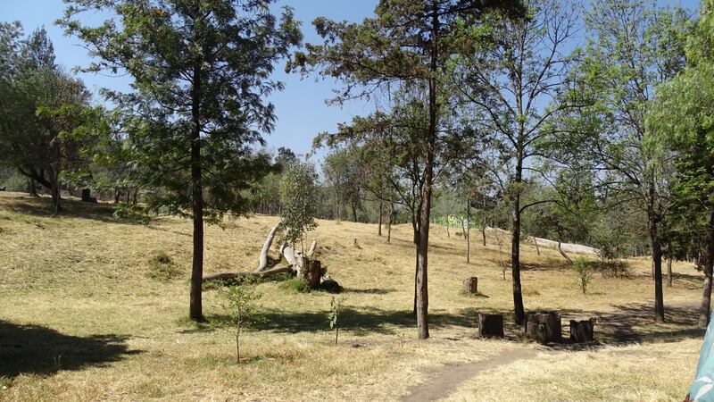 Bosque de Nativitas.