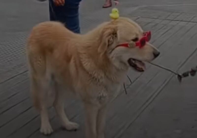 Las mascotas no están exentas de lucir muy a la moda.