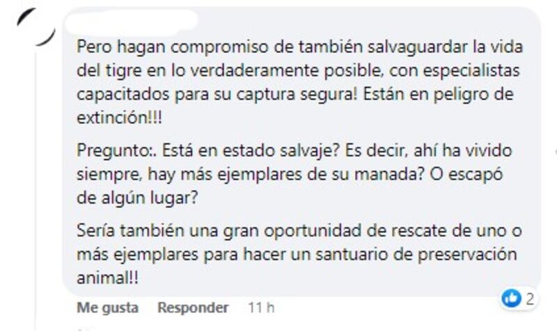 El tigre no debe ser atacado por autoridades ni ciudadanos