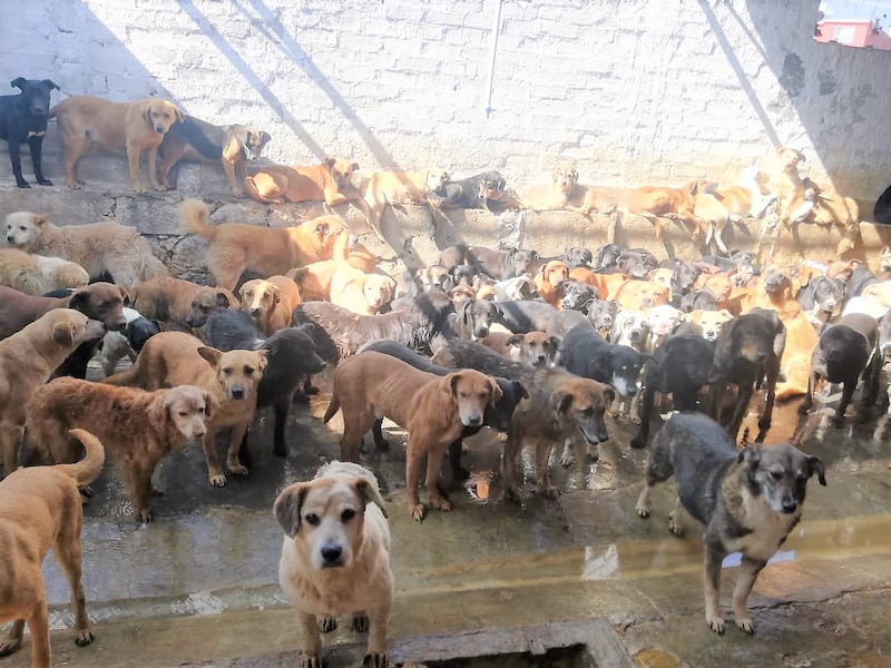 Refugio de perros Omeyocan