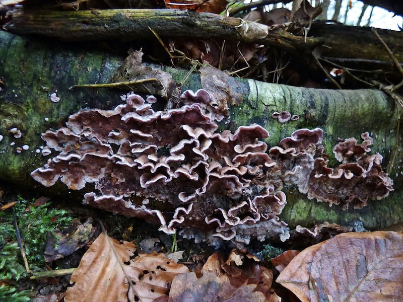 En India se registra el primer caso histórico de un humano que padece de Chondrostereum purpureum, hongo asesino de árboles o plateado de los frutales​.