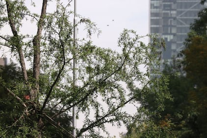 Ahuehuete de Reforma luce verde 8 meses después de haber sido plantado.